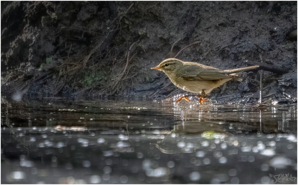 Ein Fitis nimmt ein Bad in einem Waldteich.