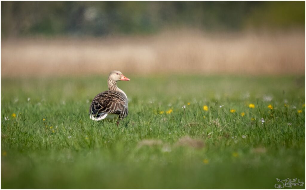 Eine Graugans geht über eine blühende Wiese.