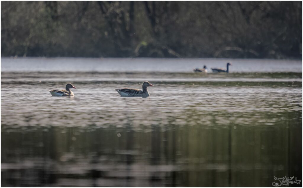 Graugänse schwimmen auf einem Teich im Gegenlicht.