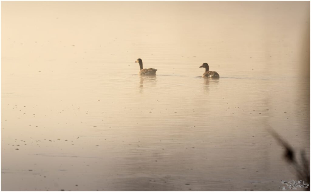 Zwei Graugänse schwimmen auf der Elbe im Morgennebel.