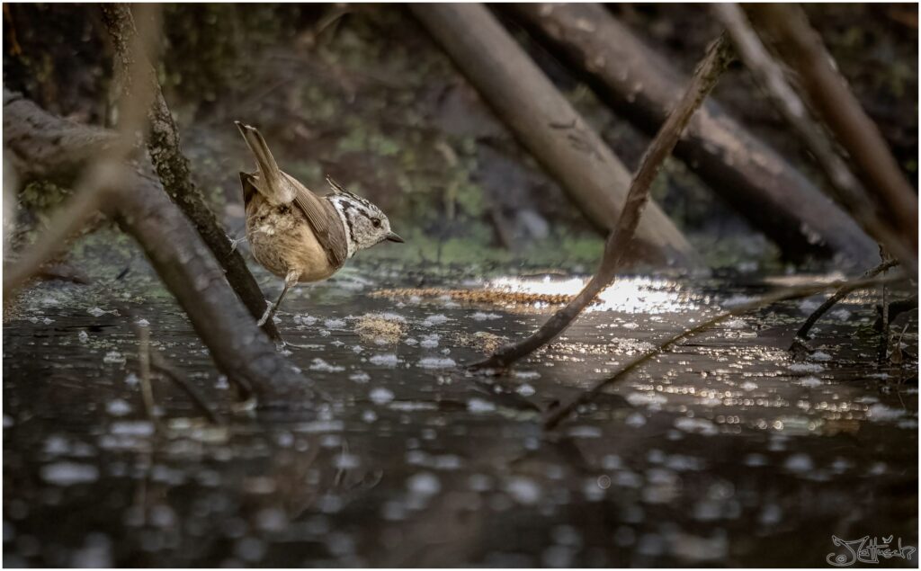 Eine Haubenmeise sitzt auf einem Ast kurz über der Wasseroberfläche eines Waldteichs. Sie ist im Begriff zu Baden.