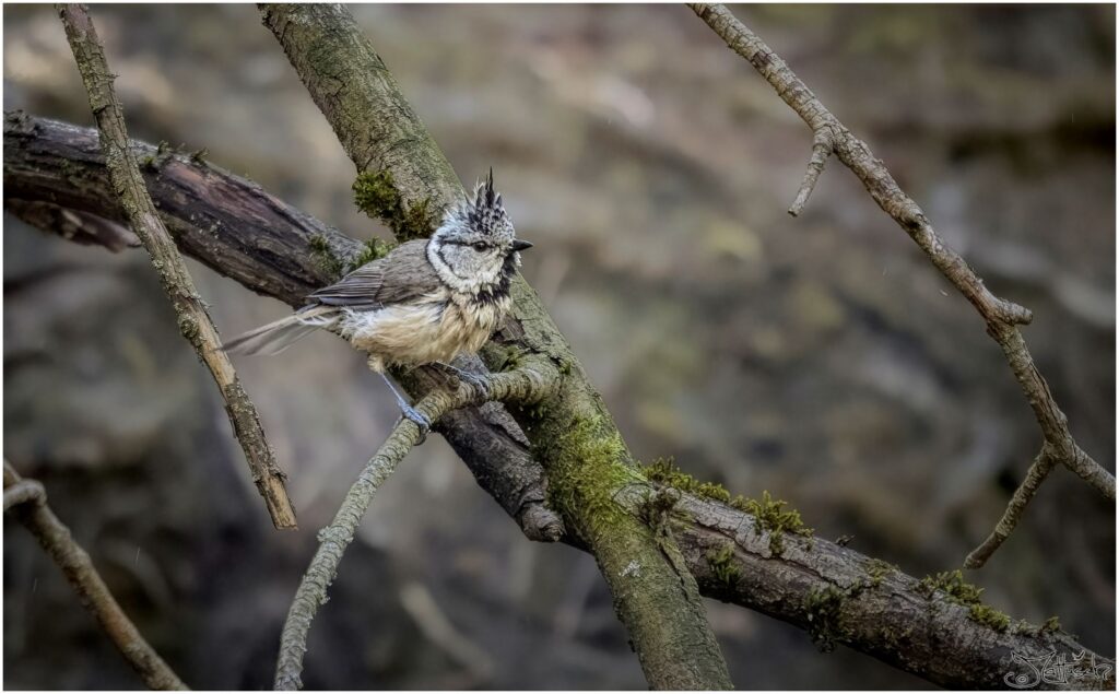 Eine Haubenmeise sitzt nass auf einem Ast nach dem Baden in einem Waldteich.