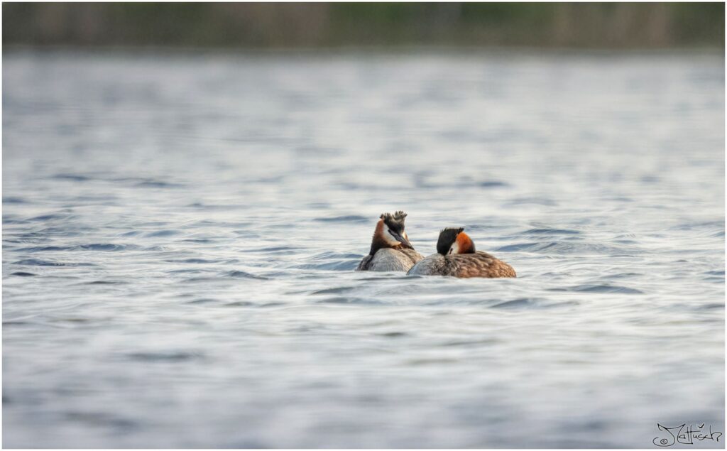 Ein Haubentaucherpärchen schwimmt eingekuschelt auf einem See.