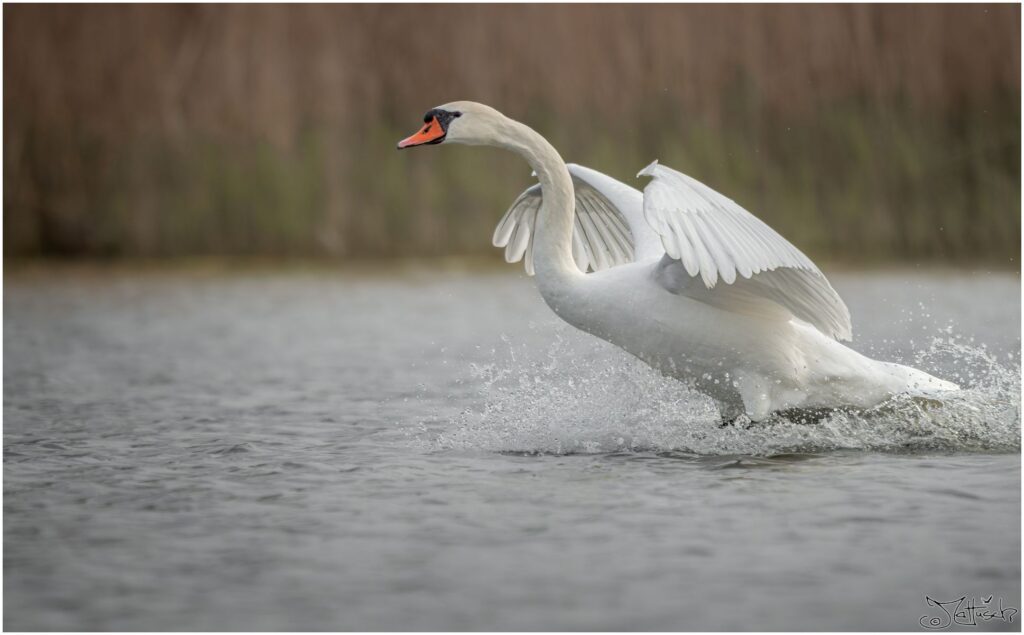 Ein Höckerschwan landet auf einem See.