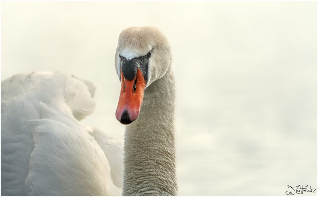 Ein Höckerschwan schwimmt auf einem See in Richtung Kamera (Portrait).

