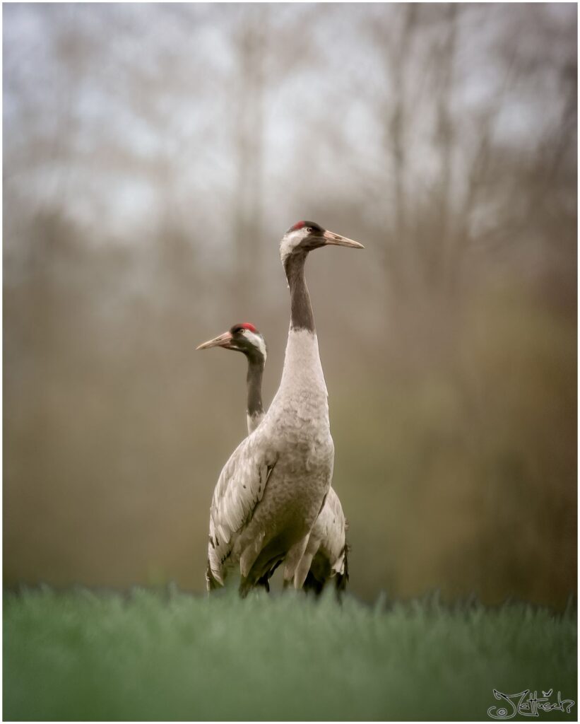 Ein Kranichpärchen steht auf einem Feld vor Bäumen.