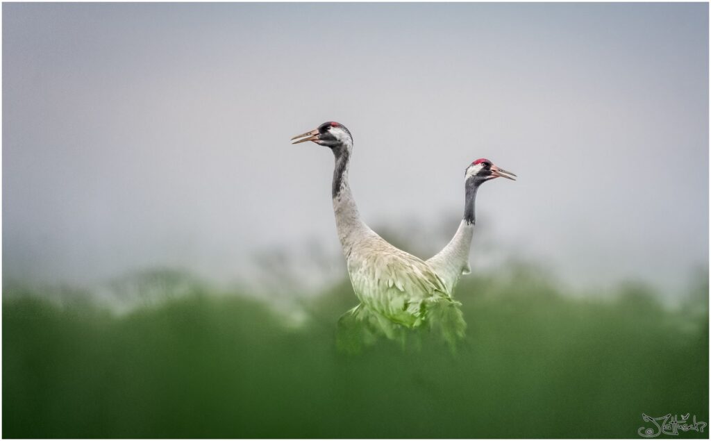 Ein Kranichpärchen steht auf einem Feld am Morgen.