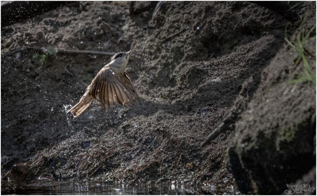 Eine Mönchsgrasmücke fliegt nach einem Bad in einem Waldteich los.
