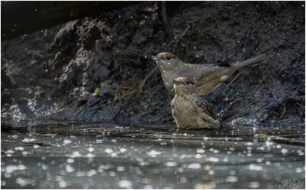 Zwei weibliche Mönchsgrasmücken nehmen ein Bad in einem Waldteich.