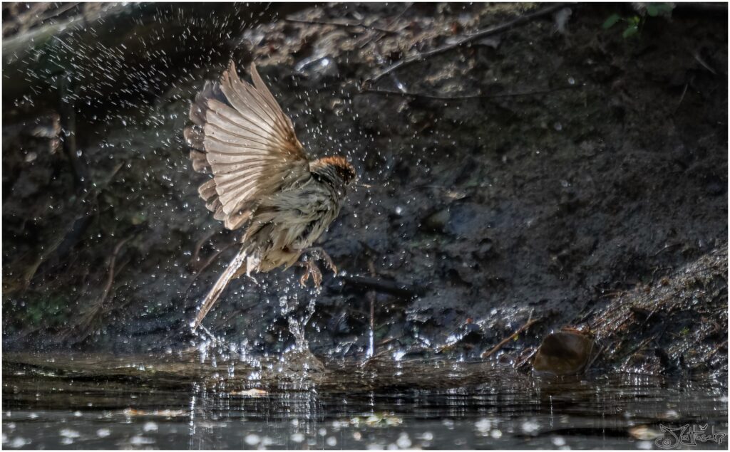 Eine weibliche Mönchsgrasmücke fliegt nach Bad in einem Waldteich los.