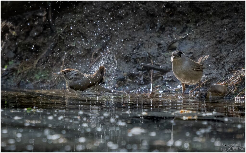 Zwei Mönchsgrasmücken - eine weiblich eine männlich - nehmen ein Bad in einem Waldteich.