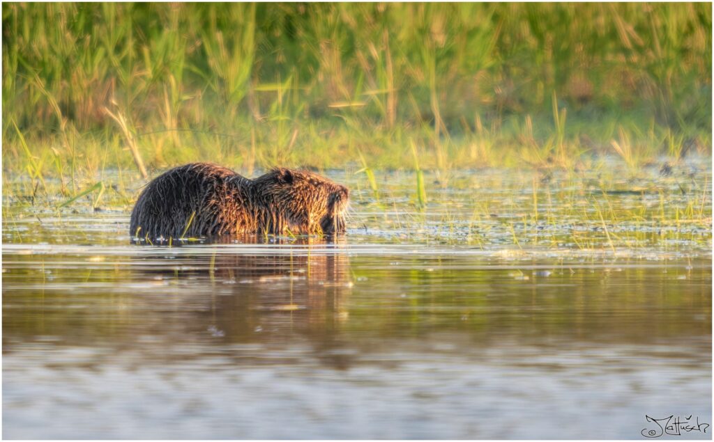 Ein Nutria im Sonnenaufgang in einem Teich beim Frühstück.