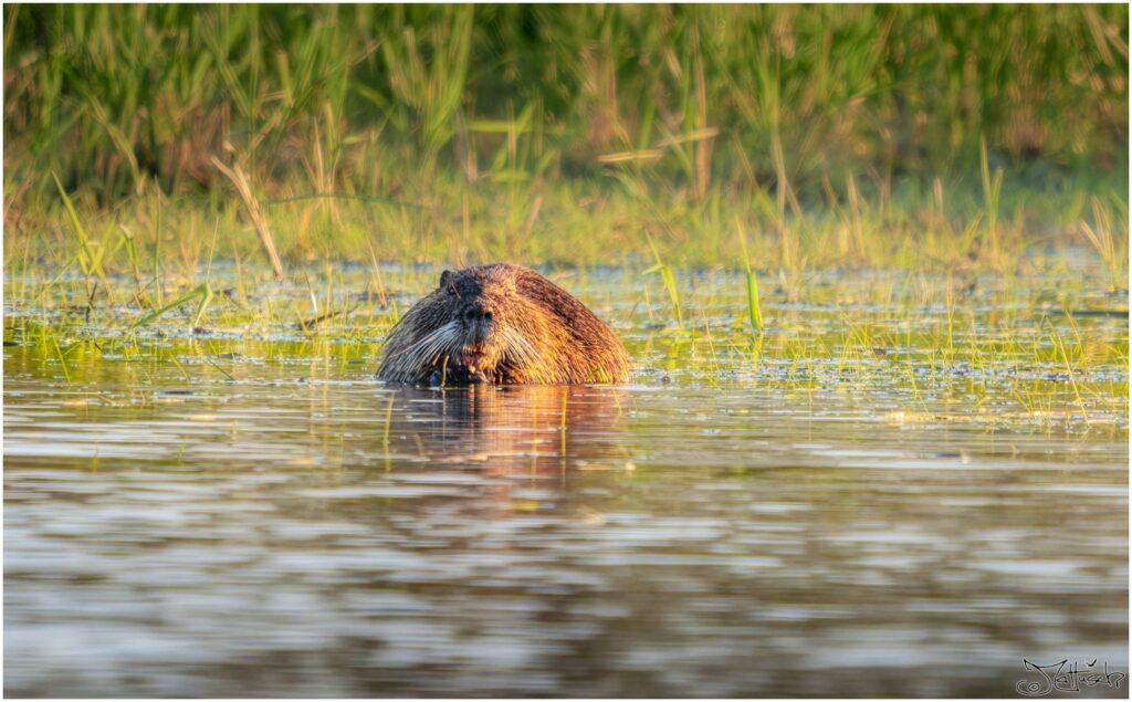 Ein Nutria im Sonnenaufgang in einem Teich beim Frühstück.