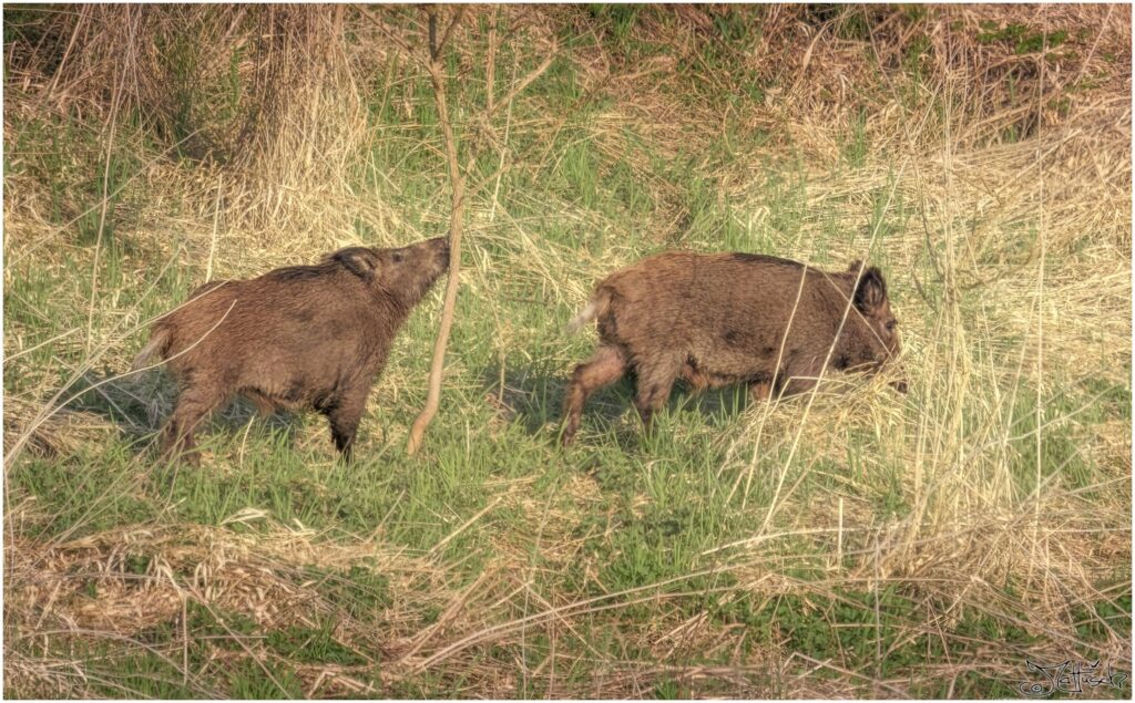 Zwei Wildschweine tummeln sich am Waldrand.