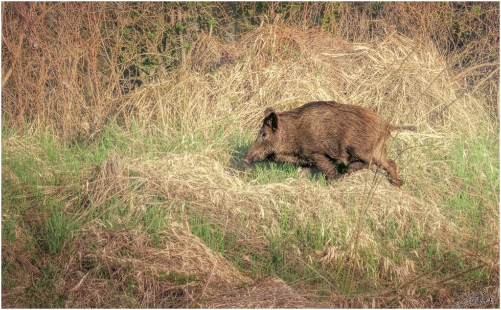 Ein Wildschwein läuft durch Gras am Waldrand.