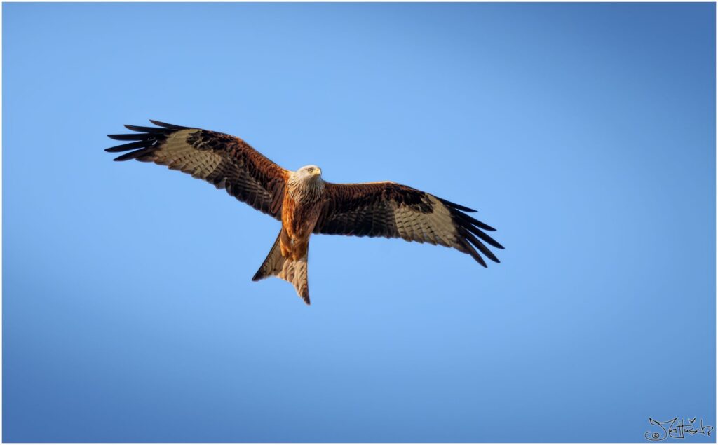 Ein Rotmilan fliegt am blauen Himmel und schaut nach unten.