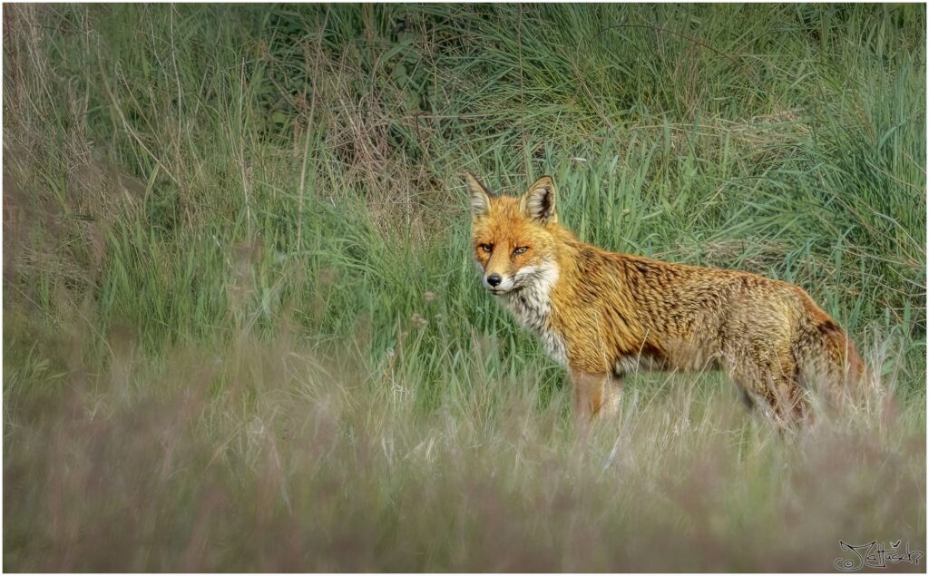 Ein Rotfuchs steht nass auf einer Wiese.