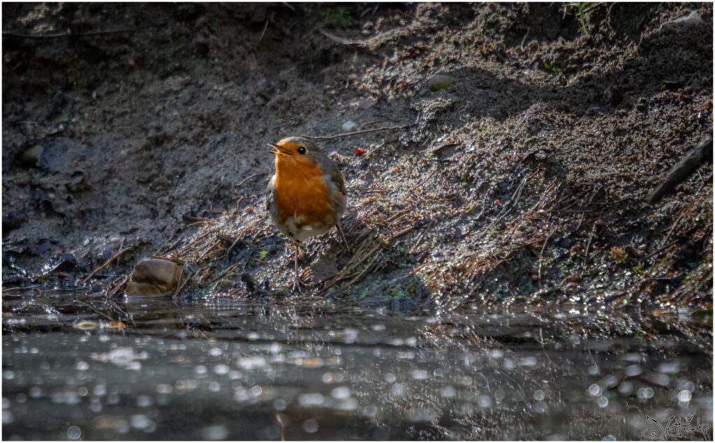 Ein Rotkehlchen sitzt am Ufer eines Waldteichs am Morgen.
