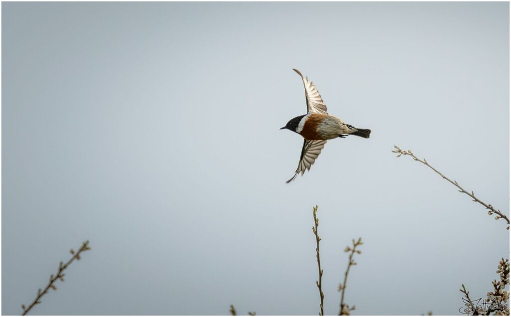 Schwarzkehlchen fliegt von einem Ast los.