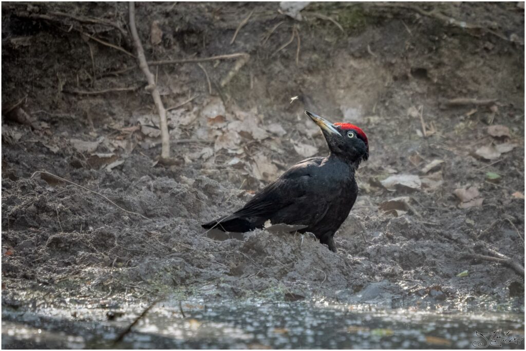 Ein Schwarzspecht sitzt am Ufer eines Waldteichs und schaut auf eine fliegende Mücke.