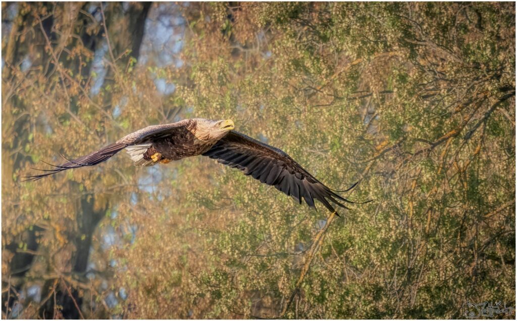 Seeadler fliegt am Waldrand entlang.
