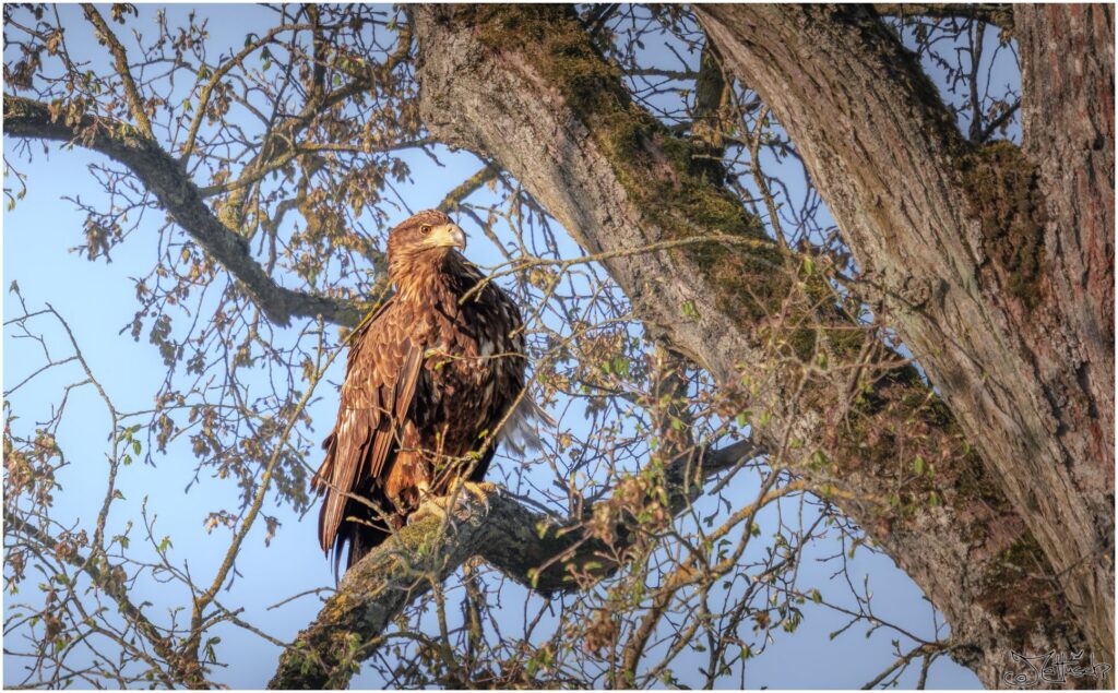 Seeadler sitzt in einem Baum. 