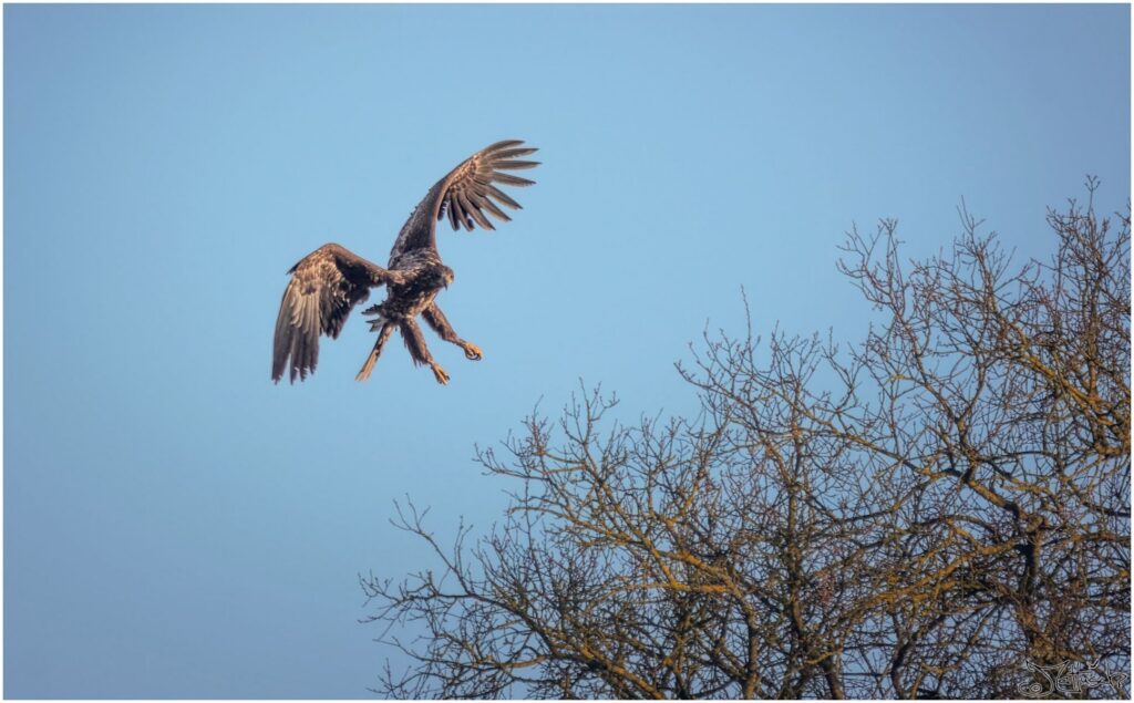 Seeadler im Landeanflug auf einen Baum.
