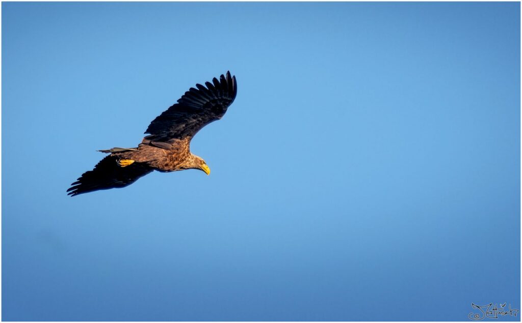 Seeadler fliegt am Waldrand entlang.
