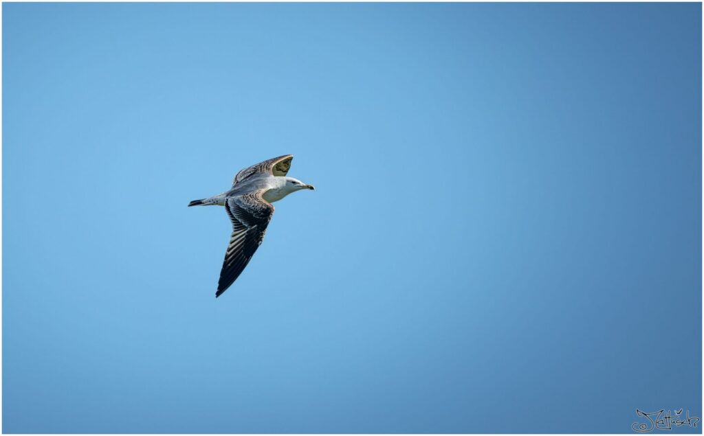 Eine Silbermöwe fliegt vor blauem Himmel.
