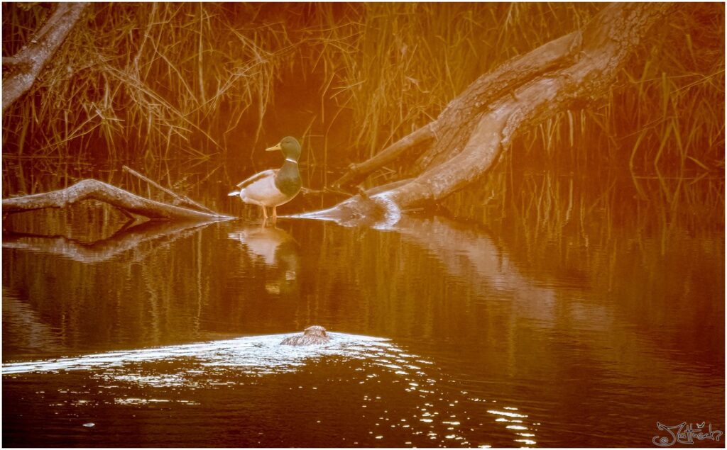 Ein Erpel sitzt auf einem umgefallenen Baum in einem Teich am frühen Morgen. Ein Nutria kommt angeschwommen.