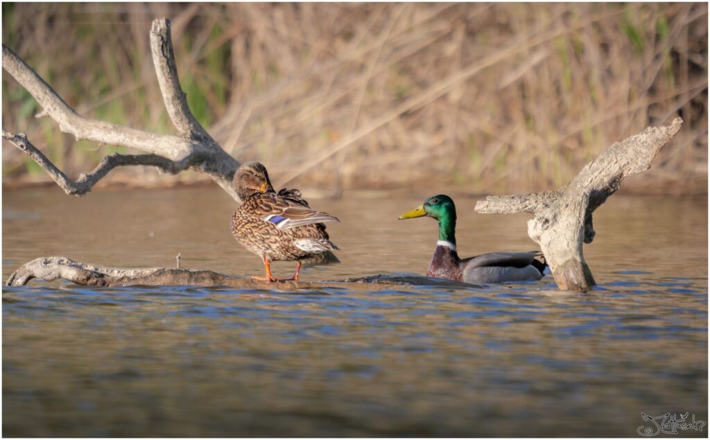 Zwei Stockenten sitzten auf einem toten Ast auf einem Teich.