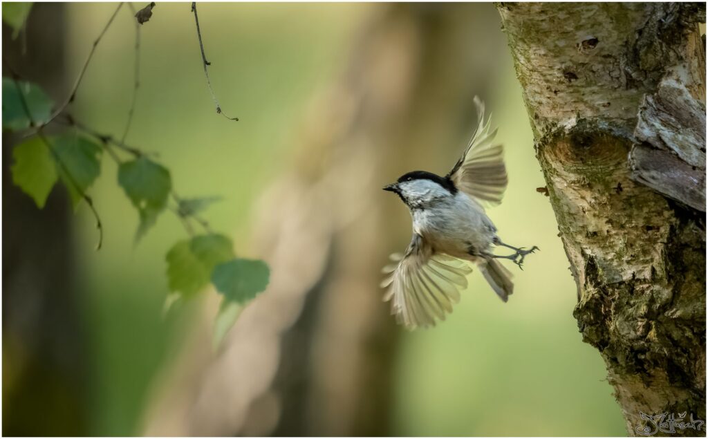 Eine Sumpfmeise fliegt von einem Baumstamm los.