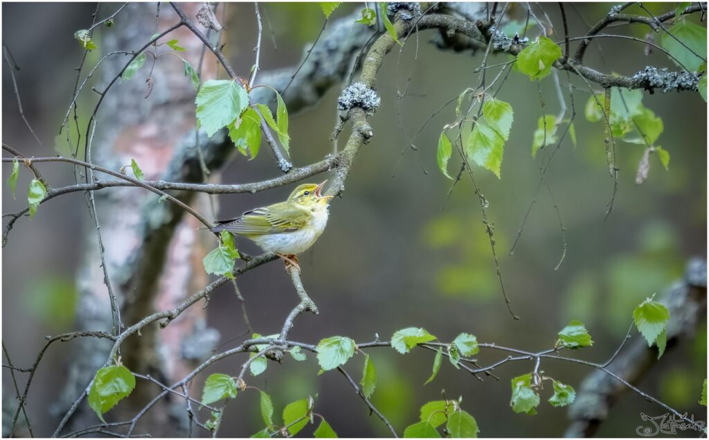 Waldlaubsänger auf einem Ast im Wald am Morgen.