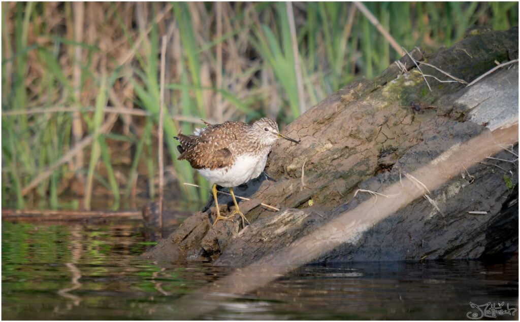 Ein Waldwasserläufer sitzt auf einem toten Ast am Ufer eines Teichs.