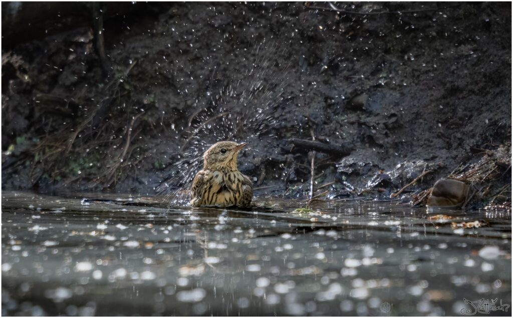 Ein Wiesenpieper nimmt ein Bad in einem Waldteich am Morgen.