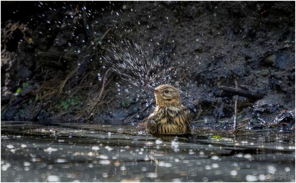 Ein Wiesenpieper nimmt ein Bad in einem Waldteich.