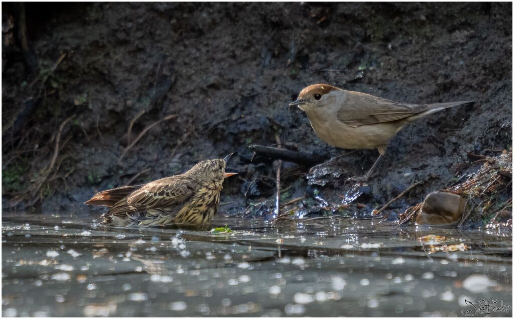 Ein Wiesenpieper nimmt ein Bad in einem Waldteich und schimpft in Richtung einer weiblichen Mönchsgrasmücke, die am Ufer sitzt.